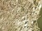 1 Yard Gold Teardrop Sequin Mesh Fabric Black Base for Dresses Prom Events 50/52 ″ Wide